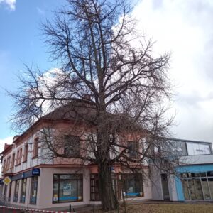 Památný strom Jinan v Jaroměři